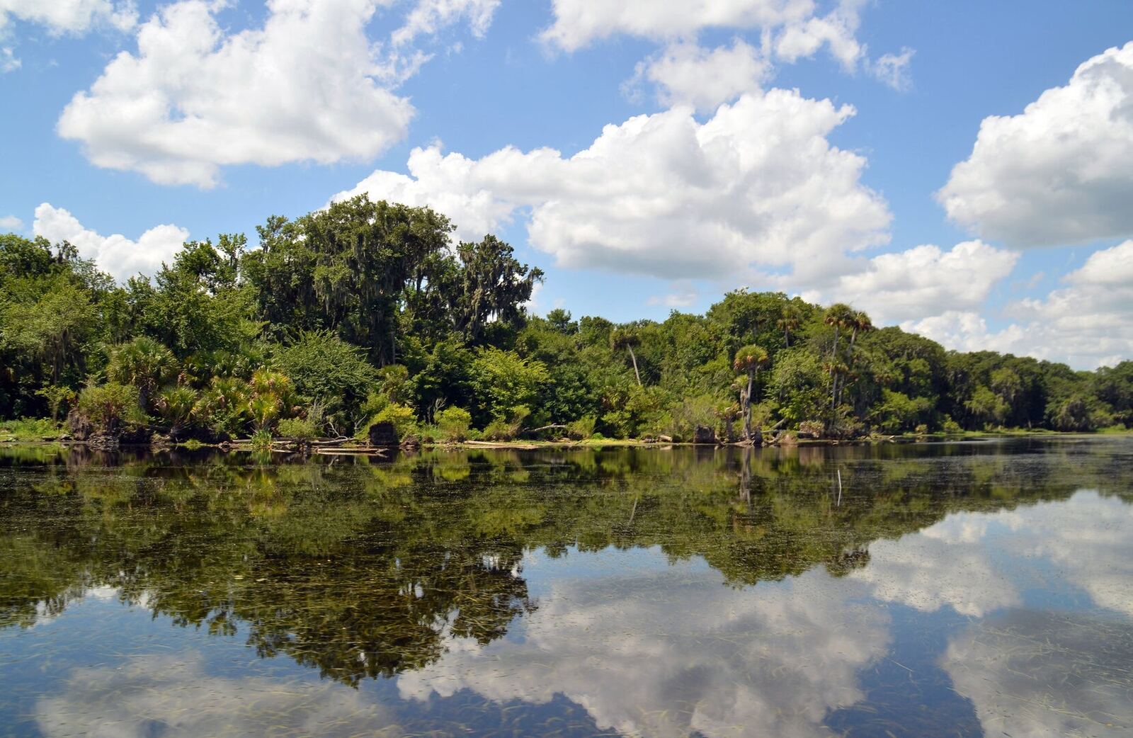 Ocala Forest Explorer Zipline Tour