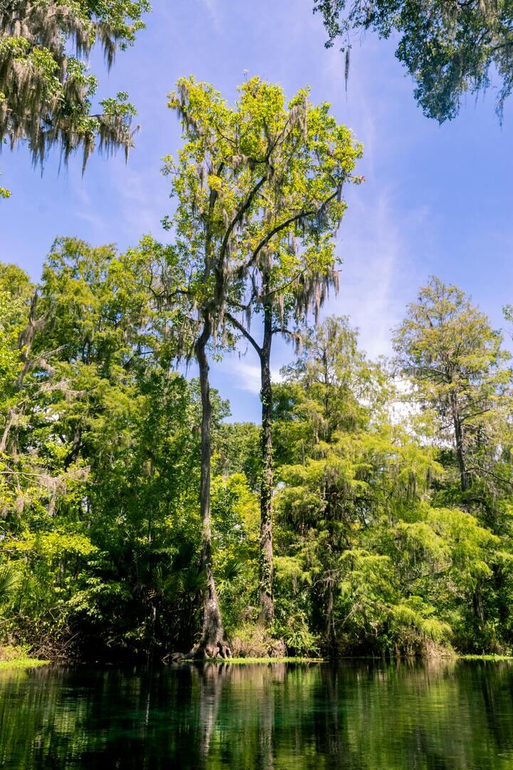 Ocala National Forest Wilderness Canopy