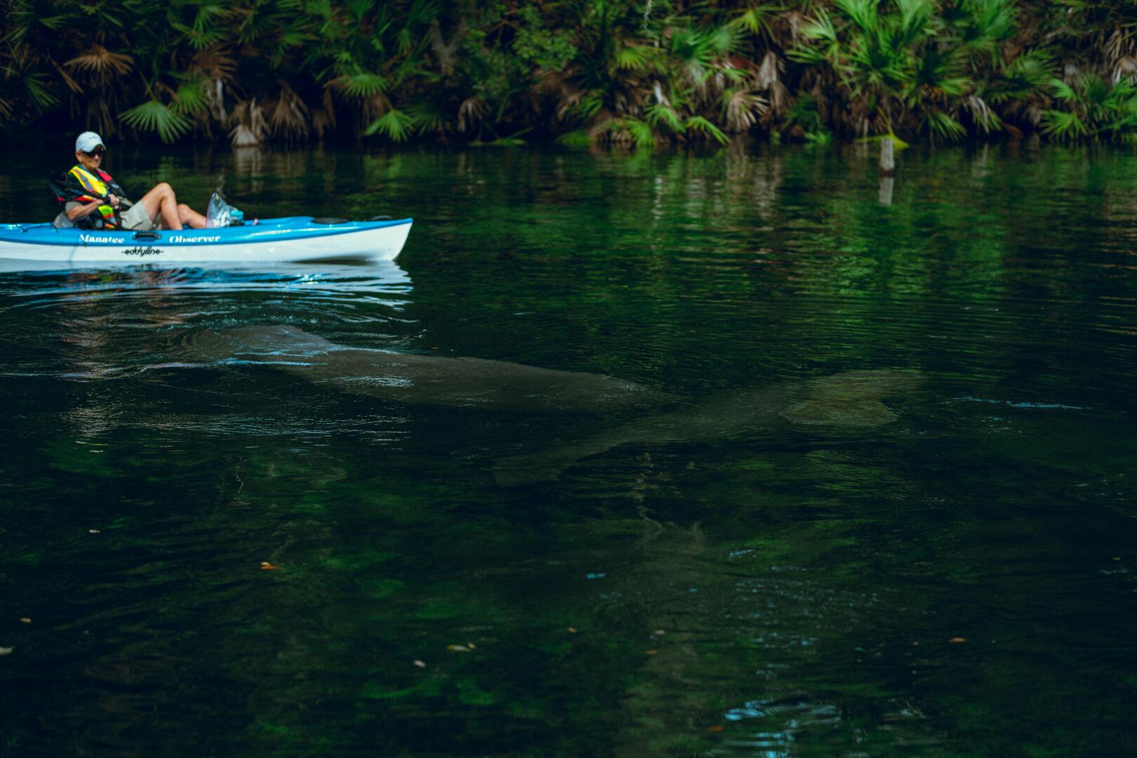 Silver Springs Canopy & Wildlife Tour